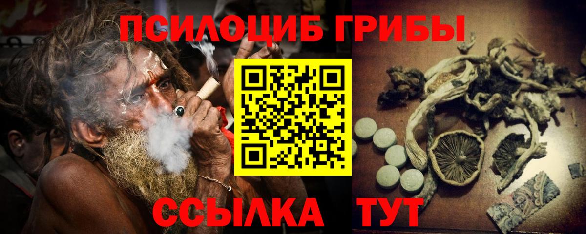Галлюциногенные грибы Psilocybe Будённовск